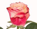 Роза Sweetness 70 см.