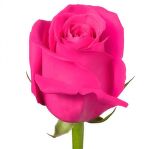 Роза Pink floyd 70 см.