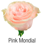Mondial Pink 60 см.