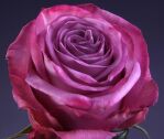 Роза Муди Блю Moody Blue 60 см.