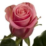 Роза Hermosa 70 см.